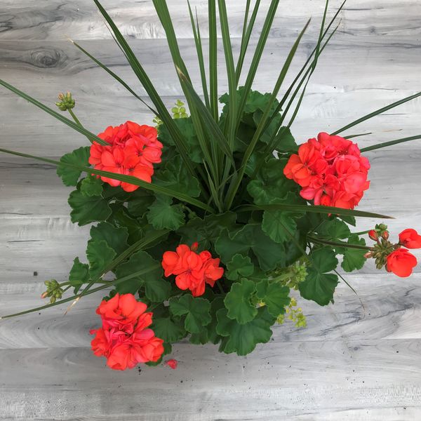 Orange with Lysimachia and Spike: 12 inch Hanger Orange with Lysimachia and Spike: 12 inch Hanger