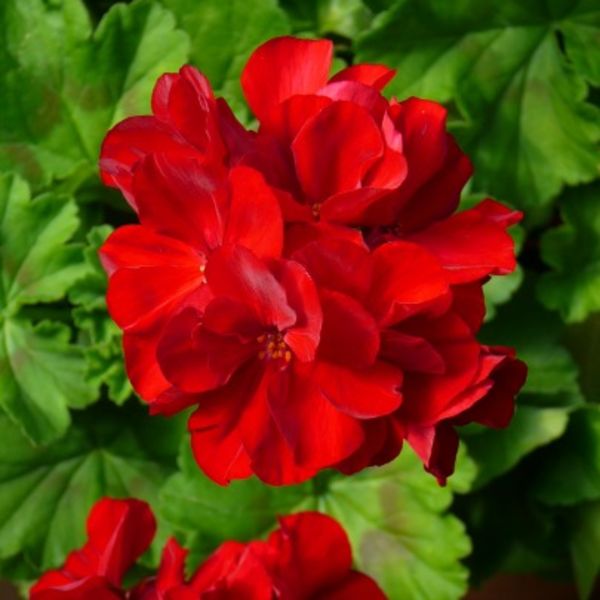 Calliope Dark Red: 4 inch pot