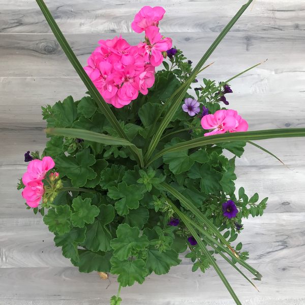 Tickled Pink with Calibracoa Deep Blue and Spike - 12": 12 inch Planter