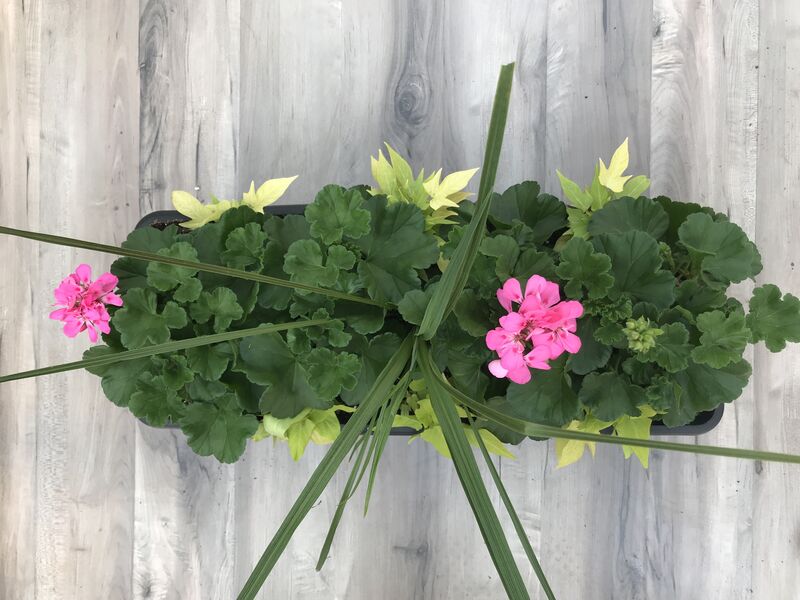 Tickled Pink with Lime Potato Vine and Spike - Window Box: Window Box (24 inch X 8 inch)