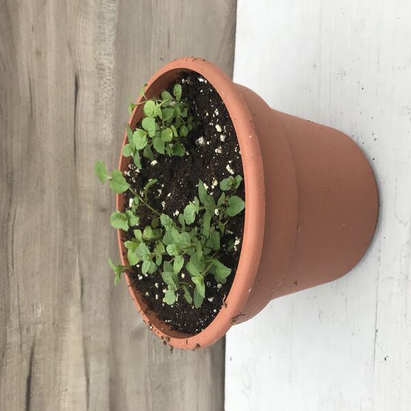 Peppermint: 6.5 inch pot