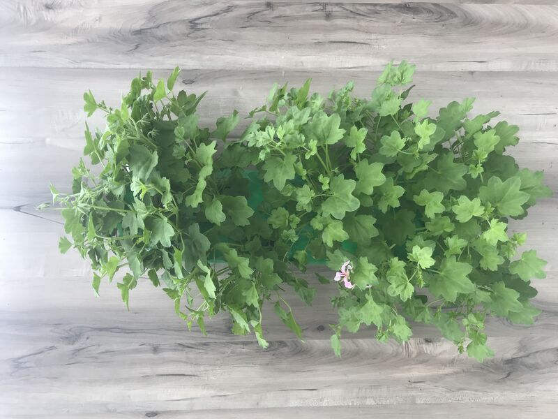 Lavender Mini Ivy Geranium: 24 inch Long (Small)