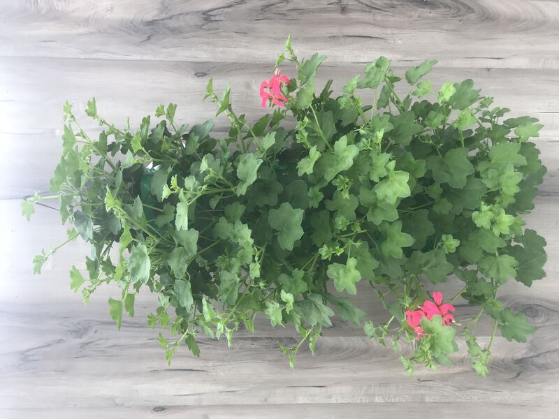 Red Mini Ivy Geranium: 24 inch Long (Small)