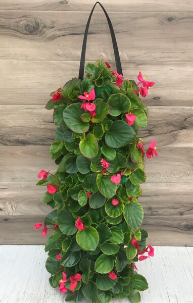Rose Begonia: 24 inch Long (Small)
