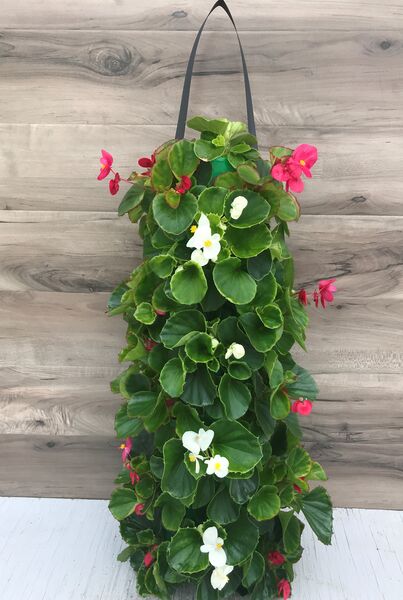 Rose and White Begonia: 24 inch Long (Small)