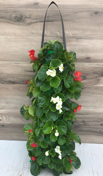 Red and White Begonia: 24 inch Long (Small)