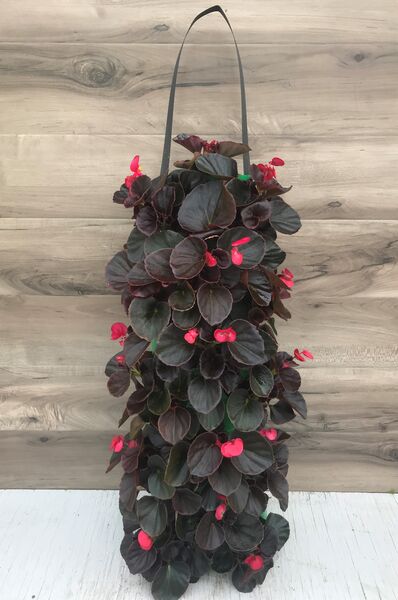 Tequila Begonia  (Rose): 24 inch Long (Small)