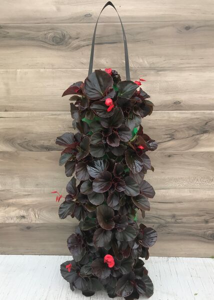 Vodka Begonia (Red): 24 inch Long (Small)