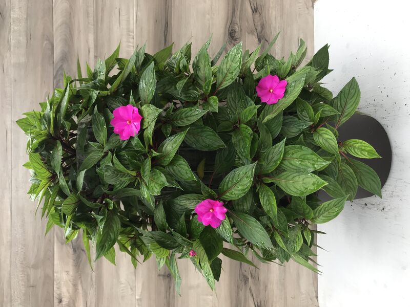Violet - Small Tower: 12 inch Planter