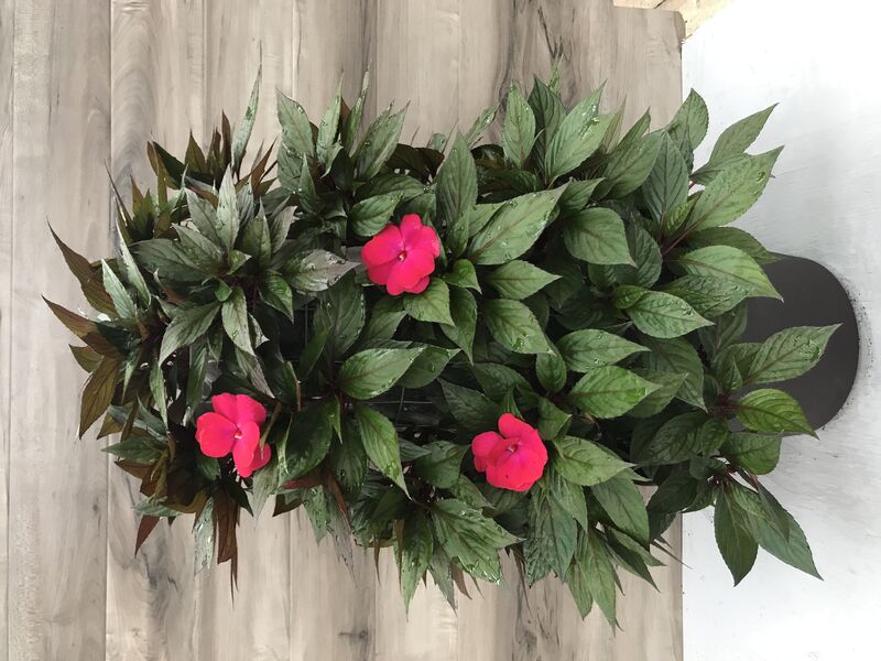 Rose Flair - Small Tower: 12 inch Planter