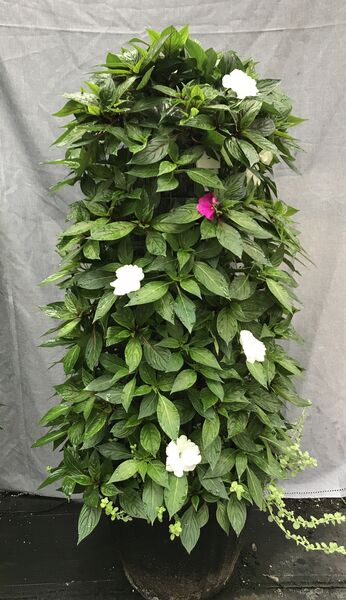 Violet and White  - Large Tower: 20 inch Planter
