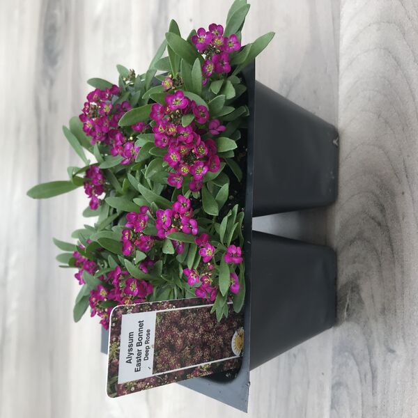 Deep Rose: Box (4 plants)