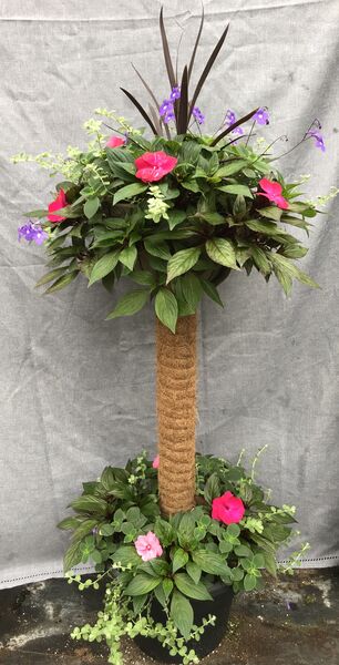 New Guinea Light Rose and Rose Flare - Tree: Grass Tree