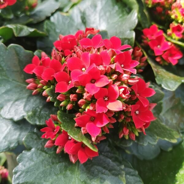 Red: 6 inch pot