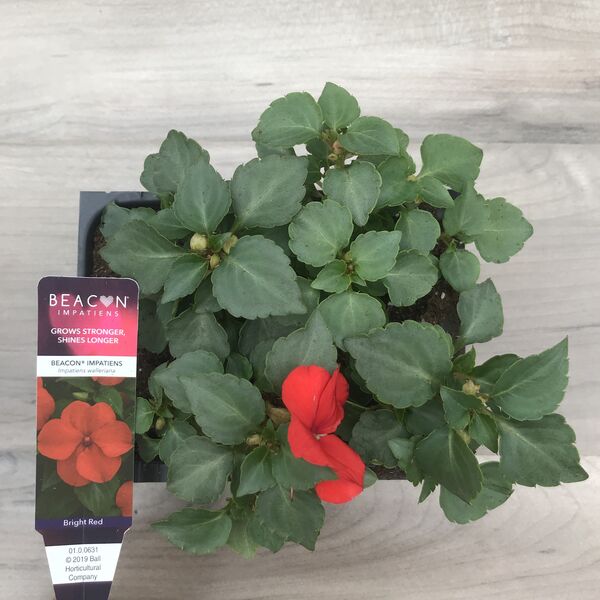 Bright Red: Box (4 plants)