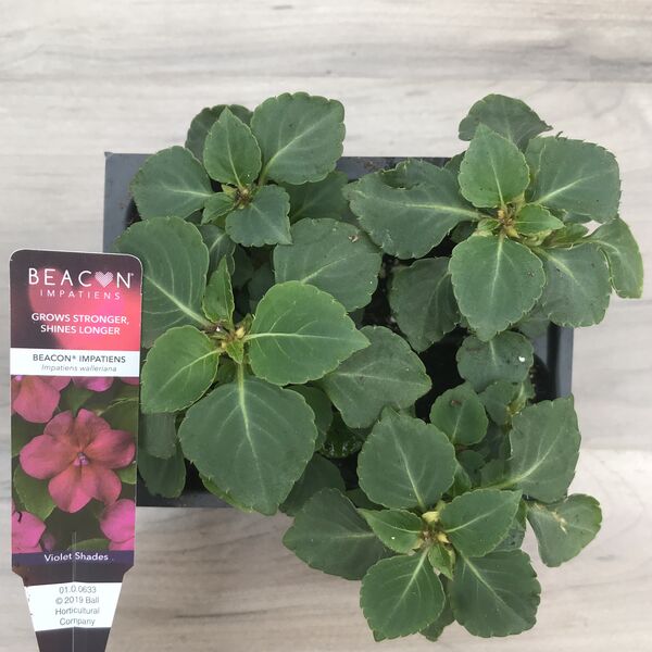 Violet Shades: Box (4 plants)