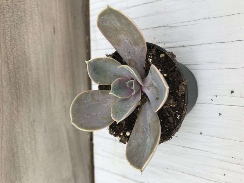 Perle Von Nurnberg: 2 inch pot