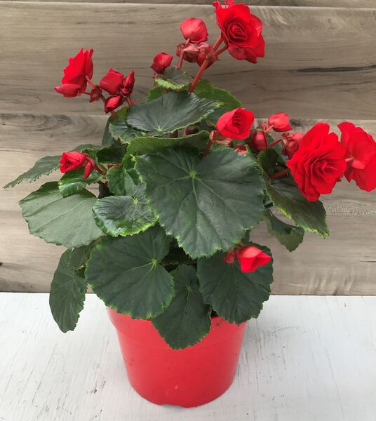 Valentine Red : 6.5 inch pot