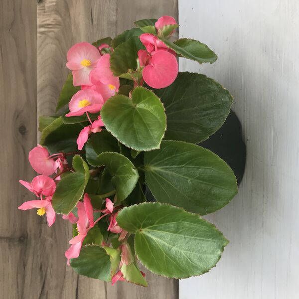 Pink\Green: 6.5 inch pot