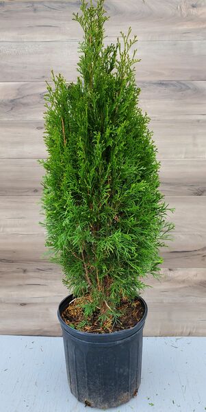 Emerald Cedar 2' live tree: 3 Gallon Pot