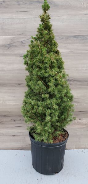 Dwarf Alberta Spruce 2.5' live tree: 3 Gallon Pot