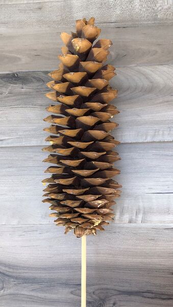 Single Large Sugarcone - Natural:  