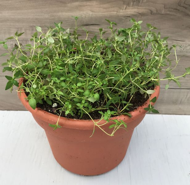 English Thyme: 6.5 inch pot