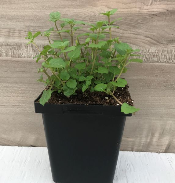 Peppermint: 3.5 inch pot