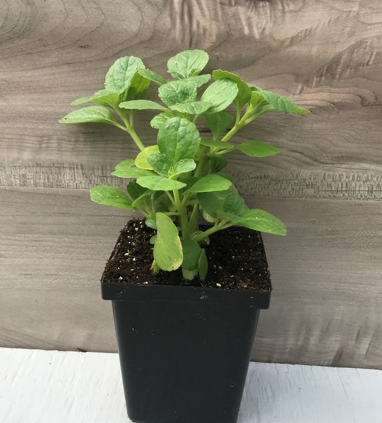 Pet Plant: 3.5 inch pot