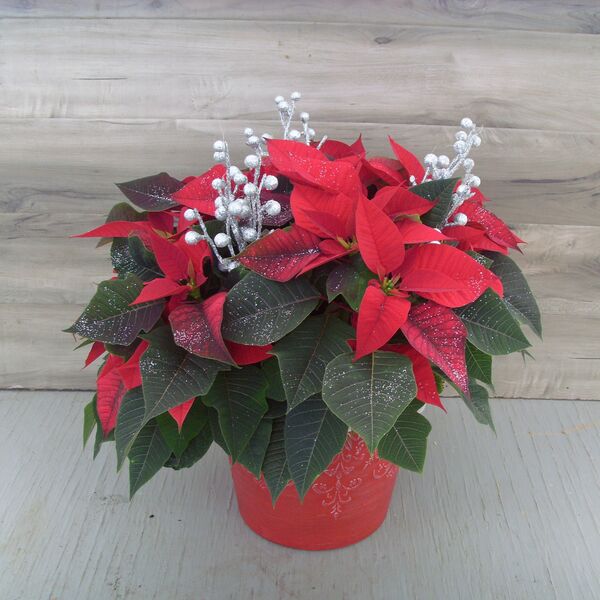 Enhanced 8" Poinsettia Red w Silver Ornaments: 8 inch pot