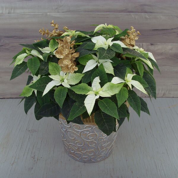 Enhanced 8" Poinstettia White w Gold Ornaments: 8 inch pot