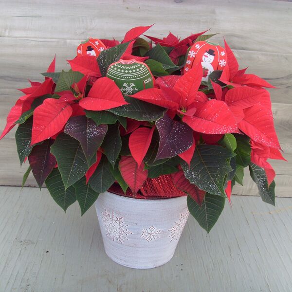 Enhanced 8" Poinsettia Red w Cozy Sweater Ornaments: 8 inch pot