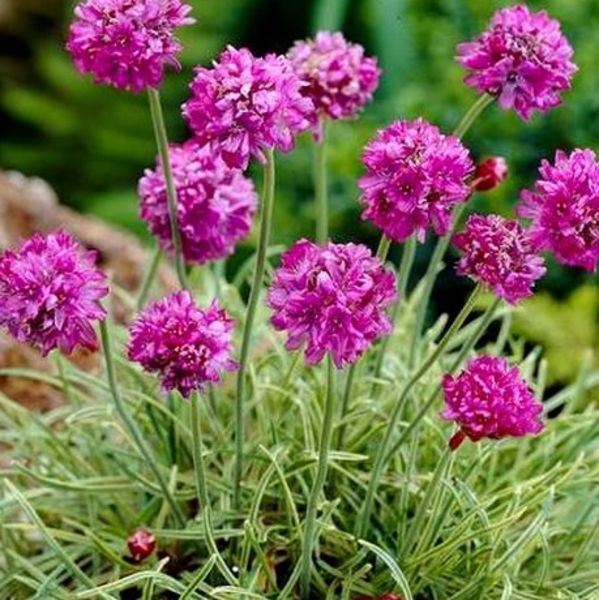 Perennials - Sunshine Express Garden Centre, Niagara-on-the-Lake, Ontario,  Canada