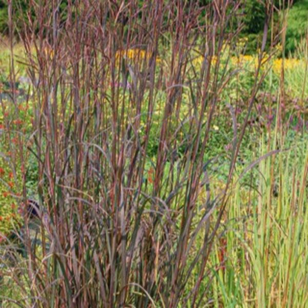 Blackhawks: 2 Gallon Pot