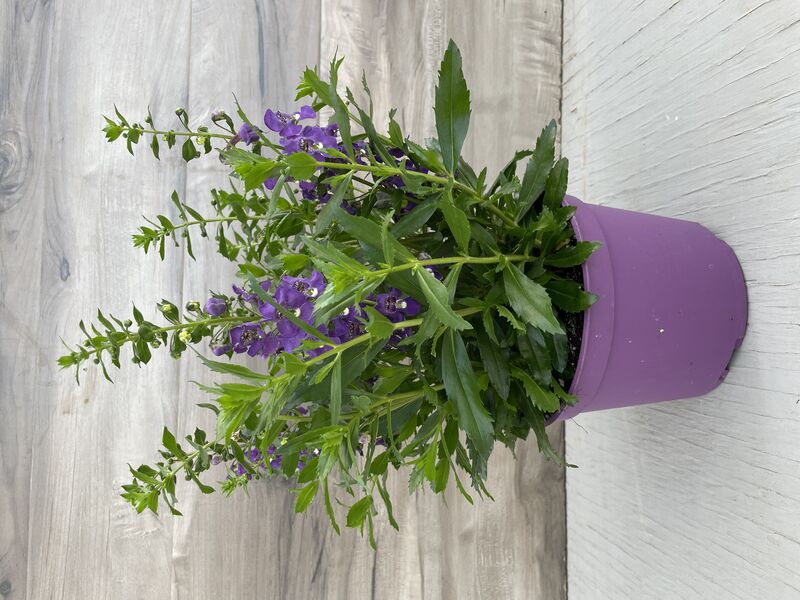 Purple: 6.5 inch pot