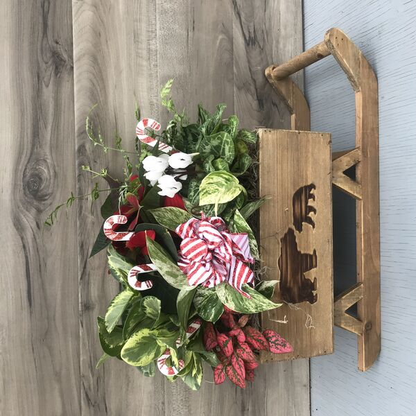 Un-bear-ably Cute: 11.25 x 7 x 4.25 inchH wooden sleigh 