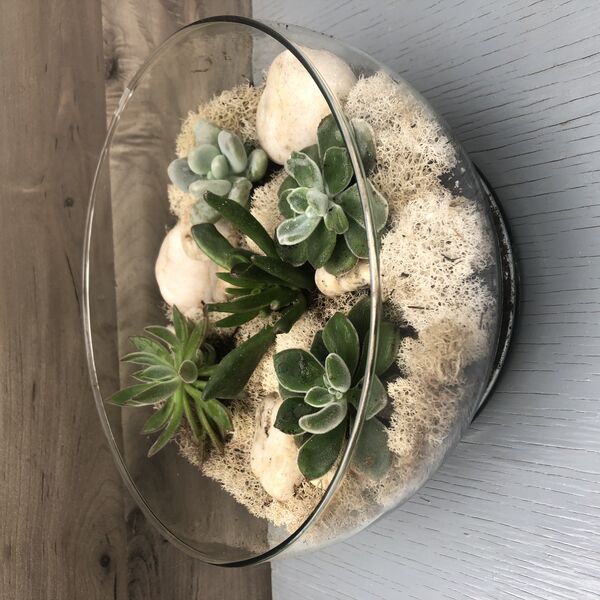 Assorted Succulents in a Glass Bowl: 9 inchx 5 inch Glass Bowl