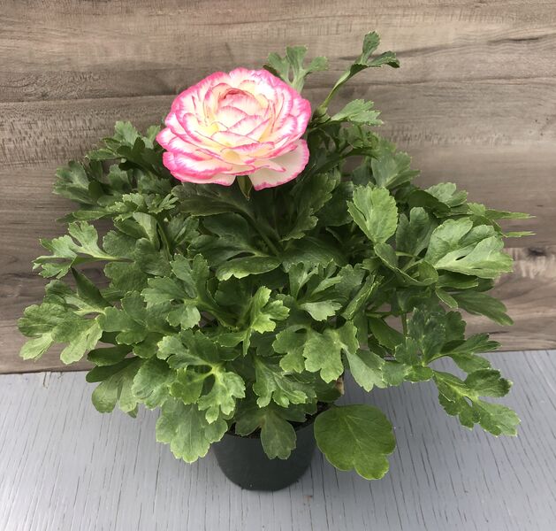 Pink Bicolor: 4 inch pot