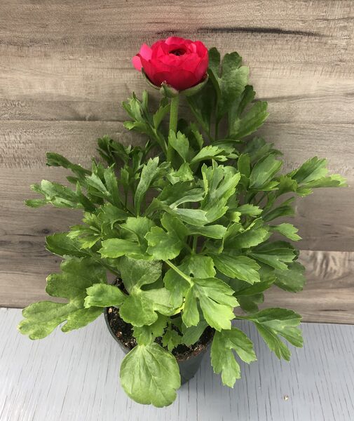 Rose: 4 inch pot