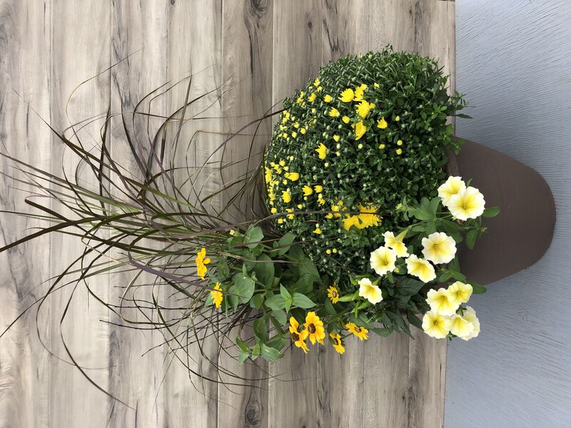 Assorted annuals and mums for fall: 16 inch Cappucino Planter