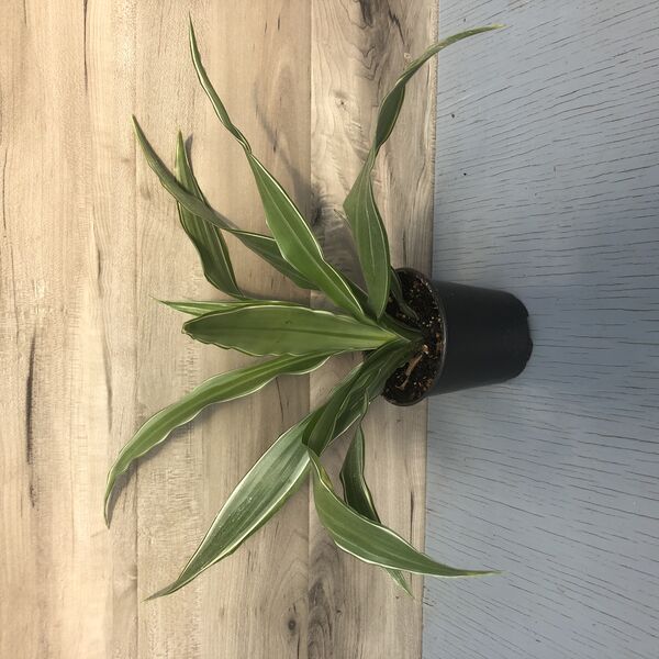 Warneckii: 3.5 inch pot