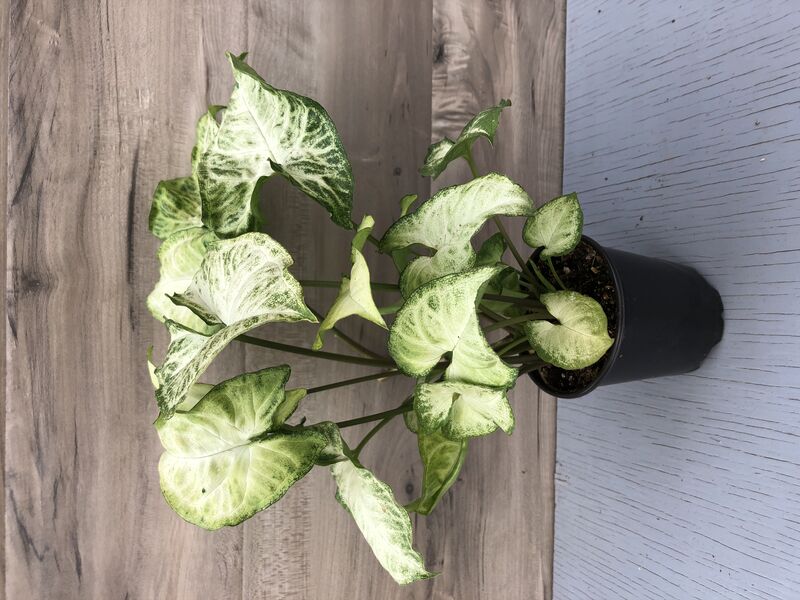White Butterfly - Green: 3 inch pot White Butterfly - Green: 3 inch pot