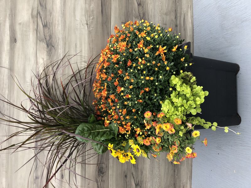 Assorted annuals and mums for fall: 16 inch Black Square