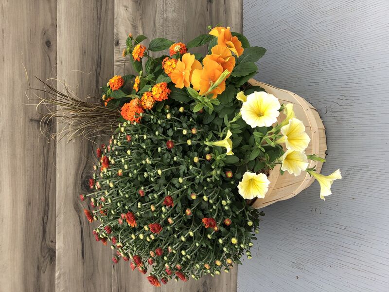 Assorted annuals and mums for fall: 11.5 inch Small Bushel