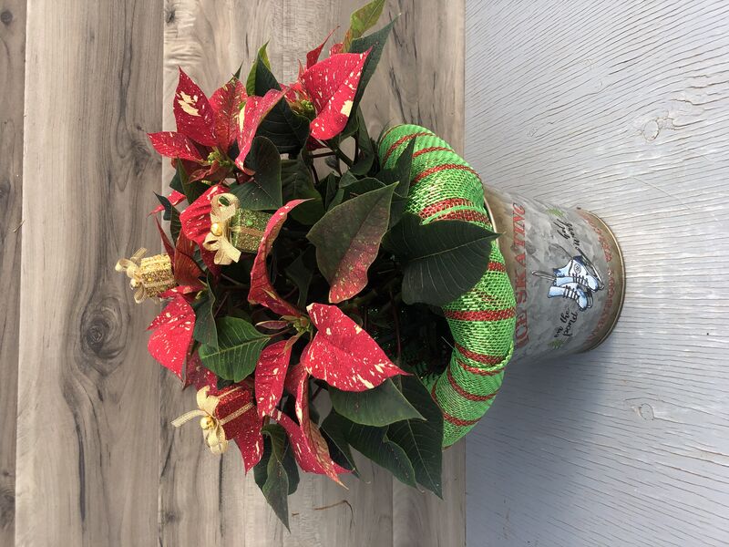 Enhanced 6" Poinsettia glitter w skating pot and presents: 6 inch pot