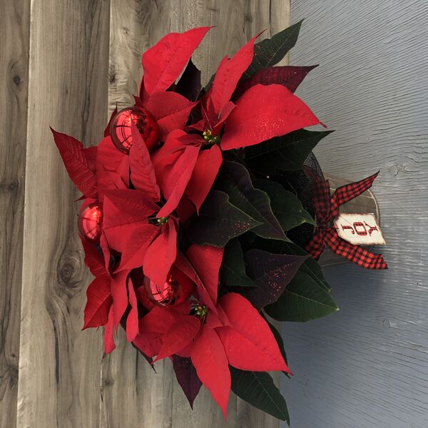 Enhanced 6" Poinsettia red w joy pot and shiny red balls: 6 inch pot