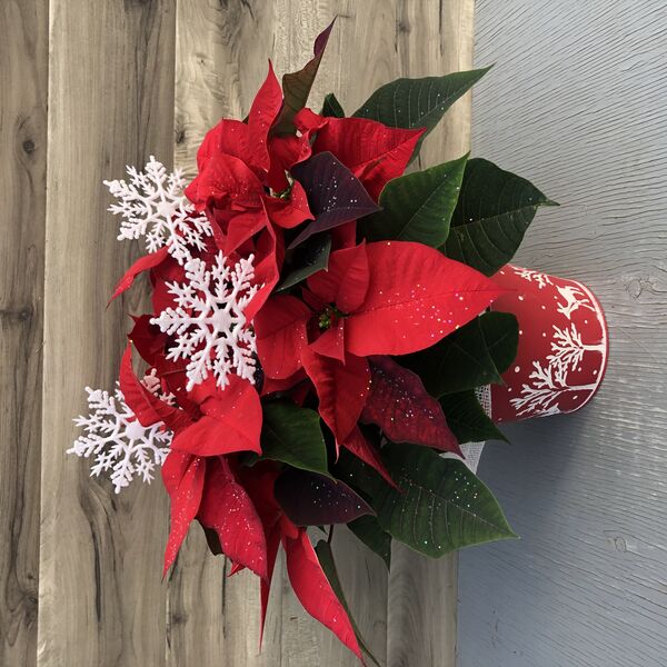Enhanced 6" Poinsettia red w deer pot and snowflakes: 6 inch pot