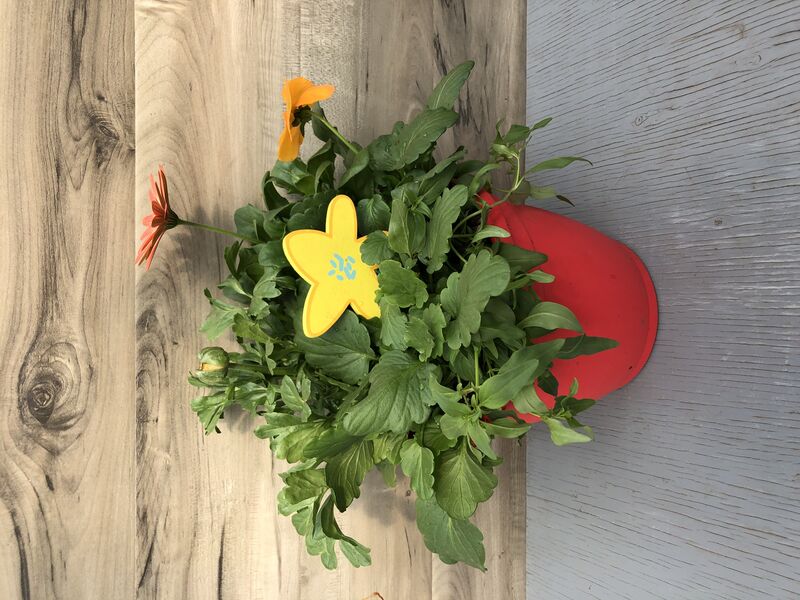 Spring Frenzy: 8 inch pot