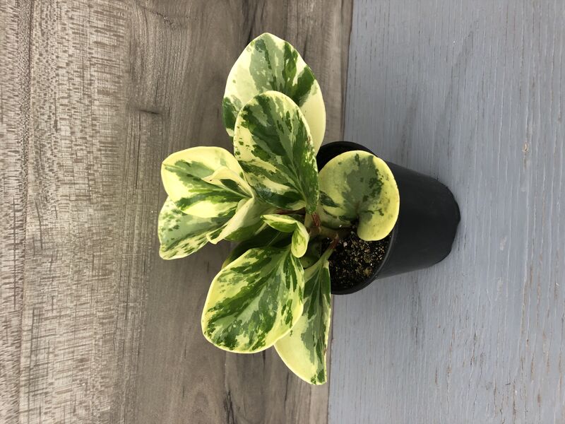 Marble: 3 inch pot Marble: 3 inch pot