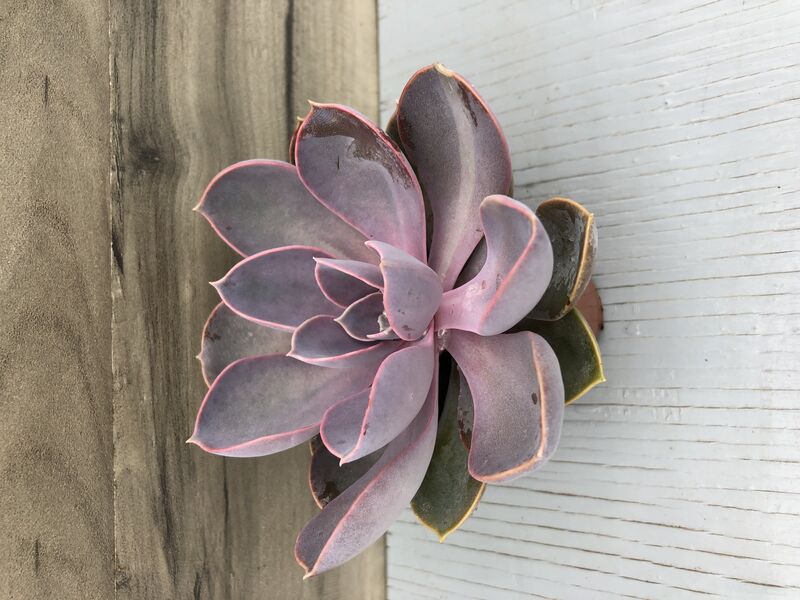 Purple Pearl: 2 inch pot